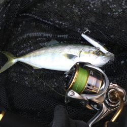 ツバス、ハマチ